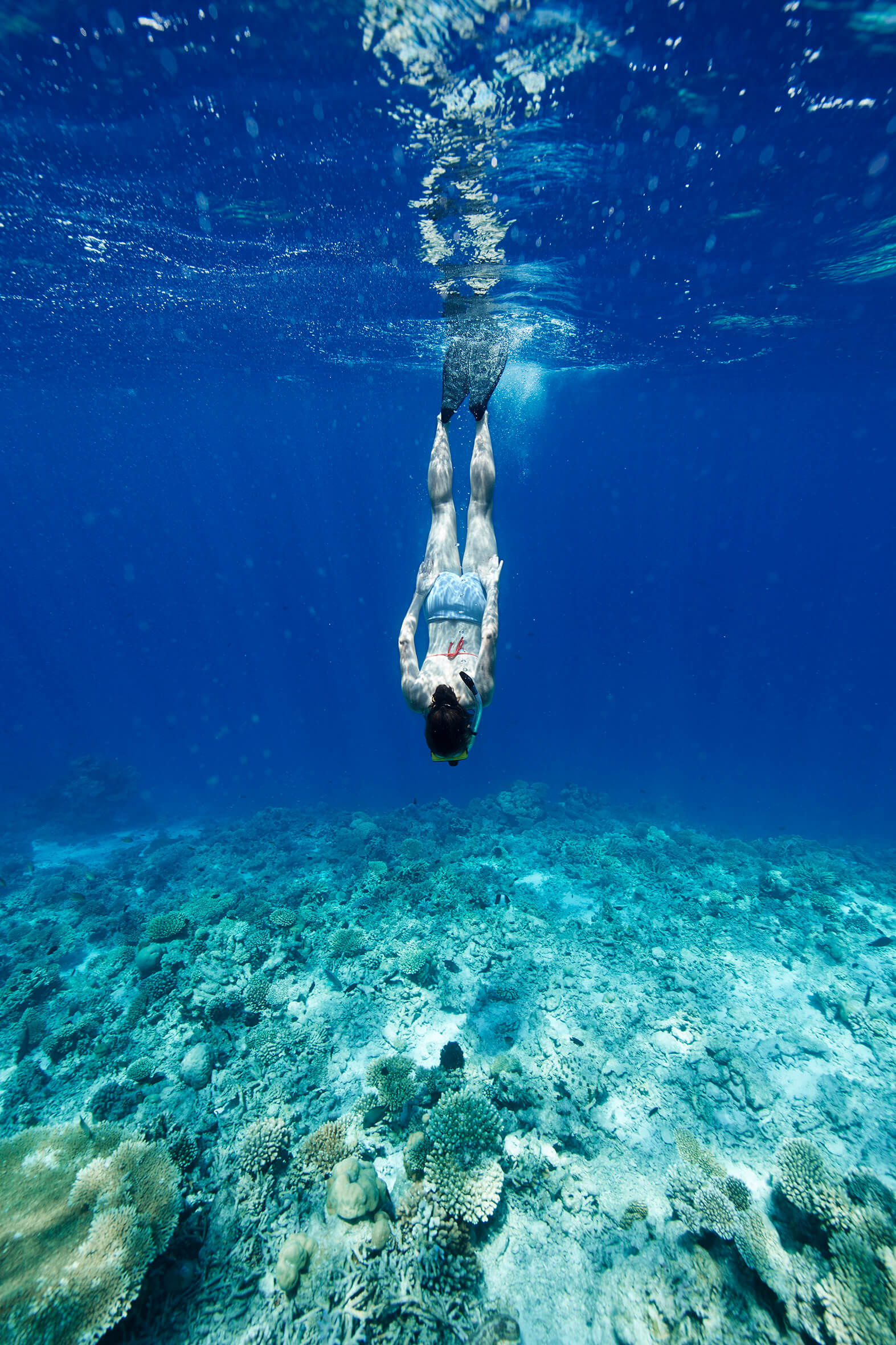 Snorkeling reefs