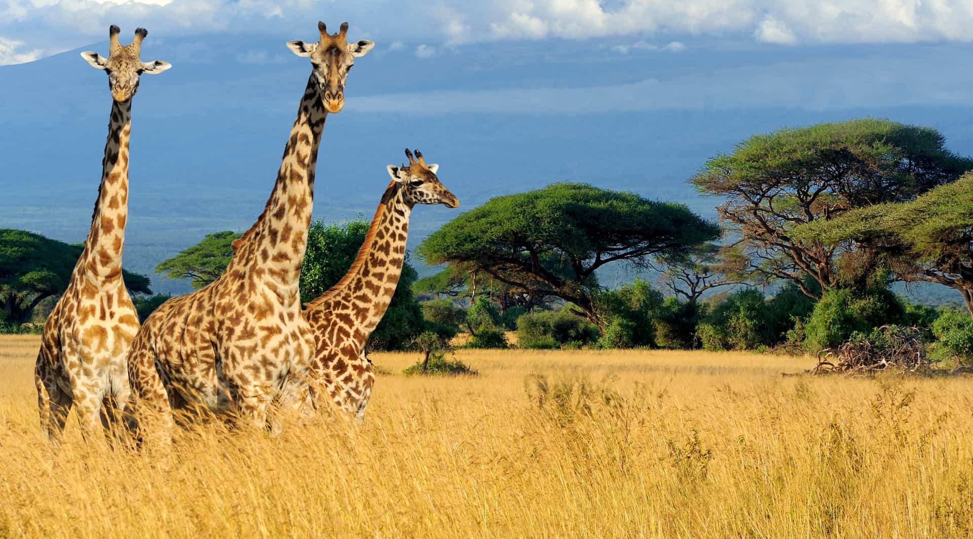 Masai giraffe